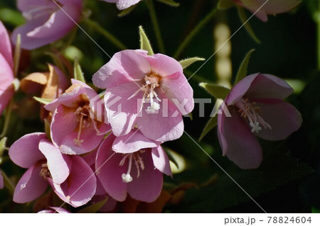 調布市深大寺元町の植物園に咲くピンクのドンベア(里見の春)の花 78824604