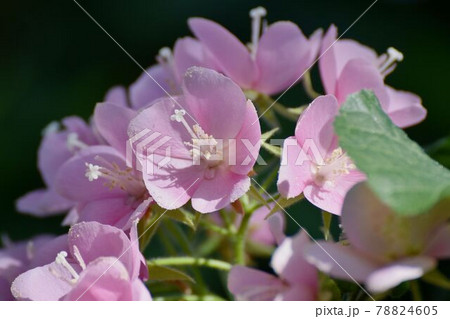 調布市深大寺元町の植物園に咲くピンクのドンベア(里見の春)の花 78824605