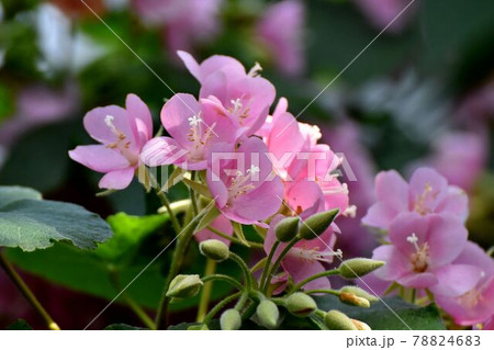 調布市深大寺元町の植物園に咲くピンクのドンベア(里見の春)の花 78824683