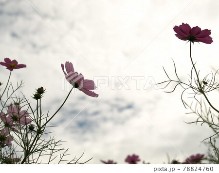 コスモス畑 コスモス畑 78824760