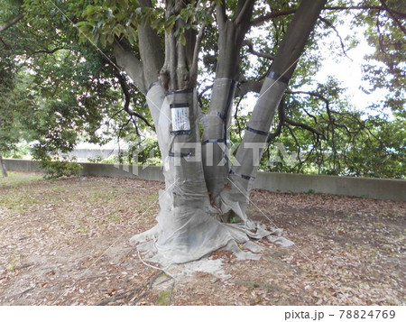 害虫対策 78824769