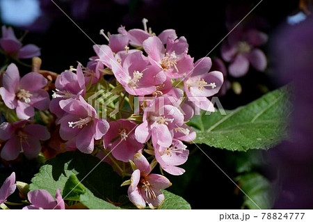 調布市深大寺元町の植物園に咲くピンクのドンベア(里見の春)の花 78824777