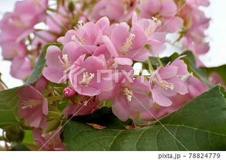 調布市深大寺元町の植物園に咲くピンクのドンベア(里見の春)の花 78824779