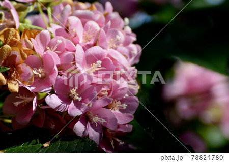 調布市深大寺元町の植物園に咲くピンクのドンベア(里見の春)の花 78824780