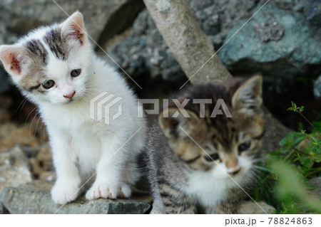 ひんやりとした日陰で元気に走り回る可愛い野良猫の子猫 78824863