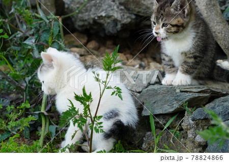 ひんやりとした日陰で元気に走り回る可愛い野良猫の子猫 78824866