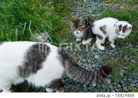 ひんやりとした日陰で元気に走り回る可愛い野良猫の子猫 ひんやりとした日陰で元気に走り回る可愛い野良猫の子猫 78824886