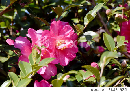 三鷹中原に咲くピンクのツバキ(カンツバキ)の花 78824926