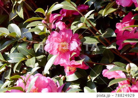 三鷹中原に咲くピンクのツバキ(カンツバキ)の花 78824929