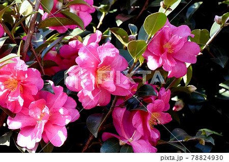 三鷹中原に咲くピンクのツバキ(カンツバキ)の花 78824930