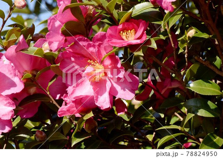 三鷹中原に咲くピンクのツバキ(カンツバキ)の花 78824950