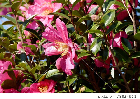 三鷹中原に咲くピンクのツバキ(カンツバキ)の花 78824951