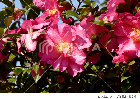 三鷹中原に咲くピンクのツバキ(カンツバキ)の花 78824954