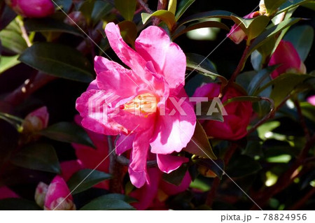 三鷹中原に咲くピンクのツバキ(カンツバキ)の花 三鷹中原に咲くピンクのツバキ(カンツバキ)の花 78824956