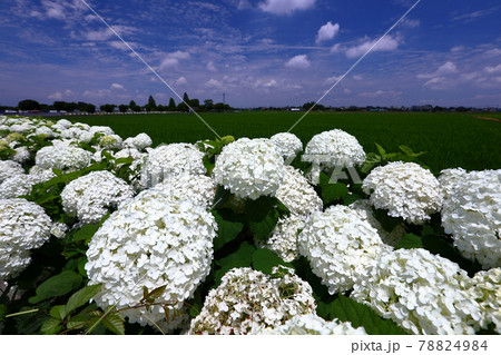 埼玉県加須市　騎西あじさいロードのアナベル 78824984