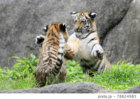 アムールトラの赤ちゃん アムールトラの赤ちゃん 78824985