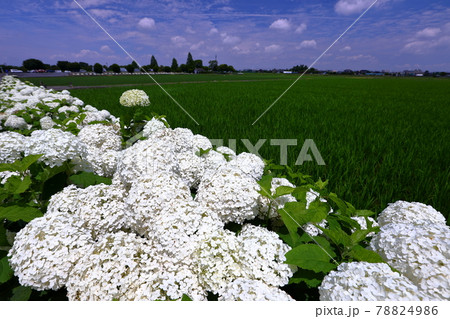 埼玉県加須市　騎西あじさいロードのアナベル 78824986