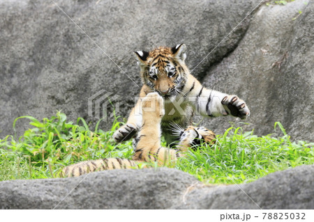 アムールトラの赤ちゃん アムールトラの赤ちゃん 78825032