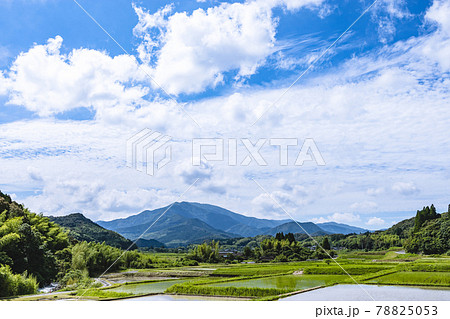 紫尾山と水田 紫尾山と水田 78825053