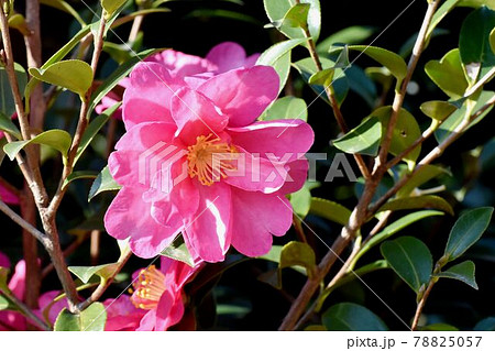 三鷹中原に咲くピンクのツバキ(カンツバキ)の花 三鷹中原に咲くピンクのツバキ(カンツバキ)の花 78825057
