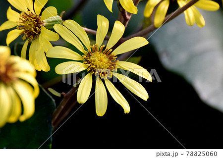 三鷹中原に咲く黄色いツワブキの花 三鷹中原に咲く黄色いツワブキの花 78825060