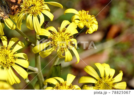 三鷹中原に咲く黄色いツワブキの花 三鷹中原に咲く黄色いツワブキの花 78825067