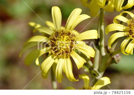三鷹中原に咲く黄色いツワブキの花 三鷹中原に咲く黄色いツワブキの花 78825156