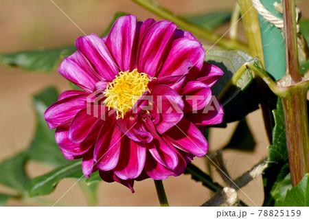 調布市深大寺元町の植物園に咲く赤いダリア(雪椿)の花 調布市深大寺元町の植物園に咲く赤いダリア(雪椿)の花 78825159