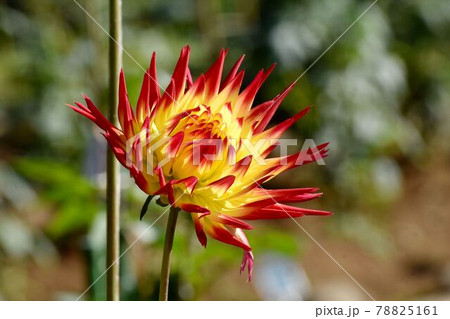 調布市深大寺元町の植物園に咲く赤と黄色のダリア(ヘレナリジュコバ)の花 調布市深大寺元町の植物園に咲く赤と黄色のダリア(ヘレナリジュコバ)の花 78825161