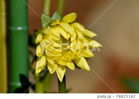 調布市深大寺元町の植物園に咲く黄色いダリア(柚月)の花 78825162