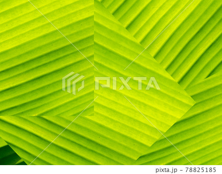 Closeup of banana leaf texture abstract background Closeup of banana leaf texture abstract background 78825185
