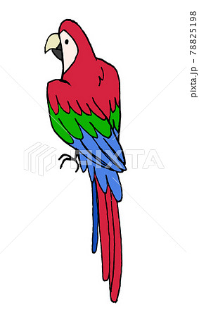 カラフルなベニコンゴウインコのイラストのイラスト素材 [78825198