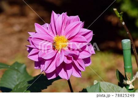 調布市深大寺元町の植物園に咲くピンクのダリア(アイオライト)の花 調布市深大寺元町の植物園に咲くピンクのダリア(アイオライト)の花 78825249