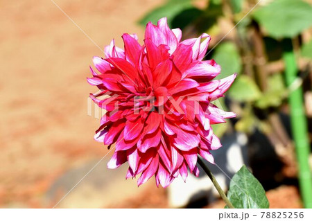調布市深大寺元町の植物園に咲く赤いダリア(アテネ)の花 78825256