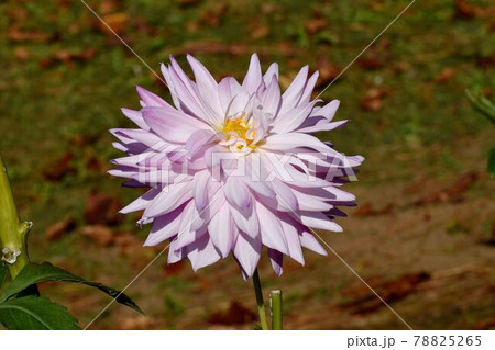 調布市深大寺元町の植物園に咲く淡い紫色のダリア(虹)の花 78825265