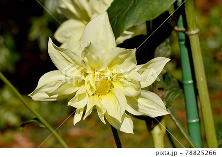 調布市深大寺元町の植物園に咲く黄色のダリア(ペルセウス)の花 78825266