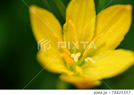 キバナサフランモドキの黄色い花（埼玉県/6月） 78825357