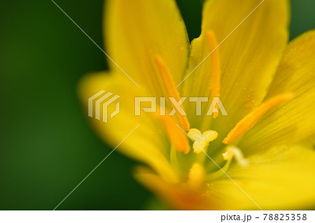 キバナサフランモドキの黄色い花 埼玉県 6月 の写真素材