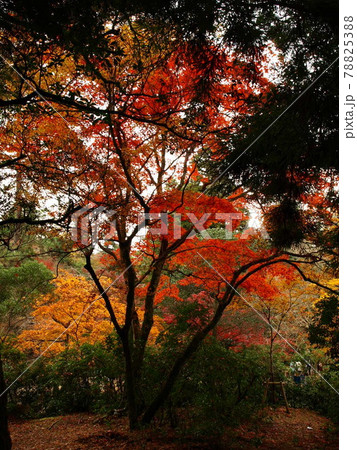 秋の景色 78825388