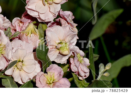 三鷹市中原に咲く淡いピンクのストックの花 三鷹市中原に咲く淡いピンクのストックの花 78825429