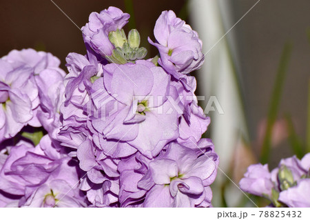 三鷹市中原に咲く紫色のストックの花 78825432
