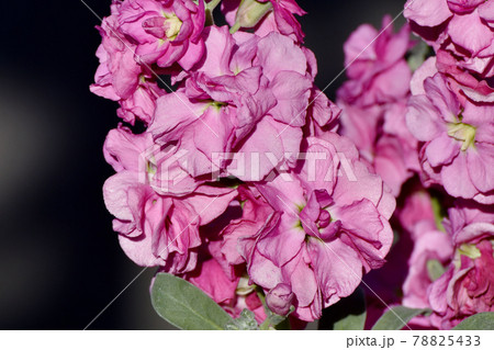 三鷹市中原に咲くピンクのストックの花 78825433