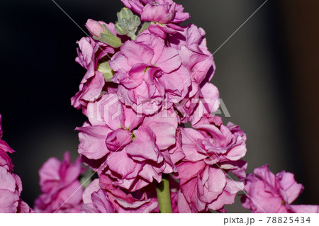 三鷹市中原に咲くピンクのストックの花 三鷹市中原に咲くピンクのストックの花 78825434