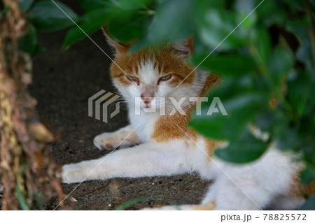 目つきの悪いネコ 目つきの悪いネコ 78825572