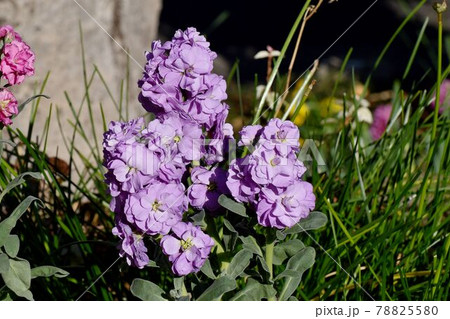 三鷹市中原に咲く紫色のストックの花 78825580