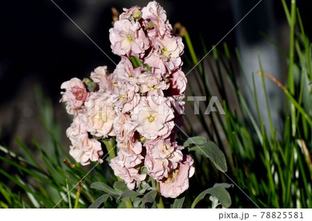 三鷹市中原に咲く淡いピンクのストックの花 78825581