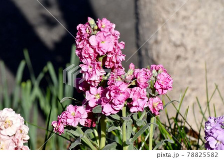 三鷹市中原に咲くピンクのストックの花 三鷹市中原に咲くピンクのストックの花 78825582