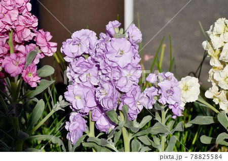 三鷹市中原に咲く淡い紫色のストックの花 三鷹市中原に咲く淡い紫色のストックの花 78825584
