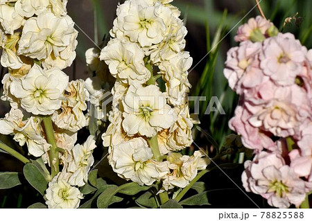 三鷹市中原に咲く白いストックの花 三鷹市中原に咲く白いストックの花 78825588