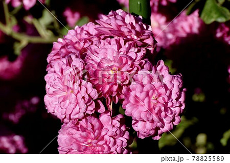 三鷹市中原に咲く赤紫色のキクの花 78825589
